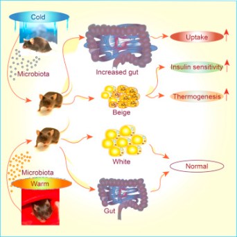 Graphical_Abstract_Chevalier_Stojanovic